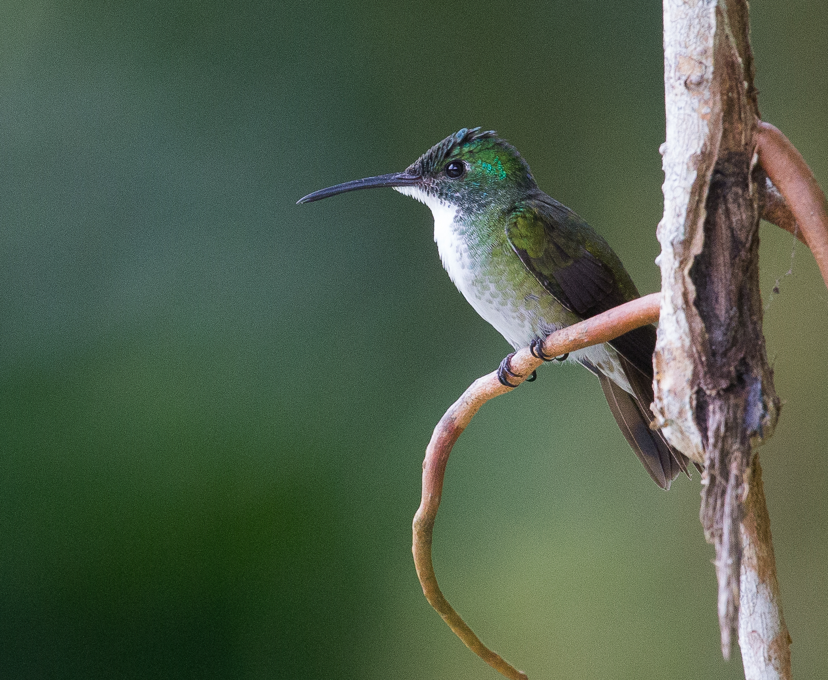 White-chested Emerald